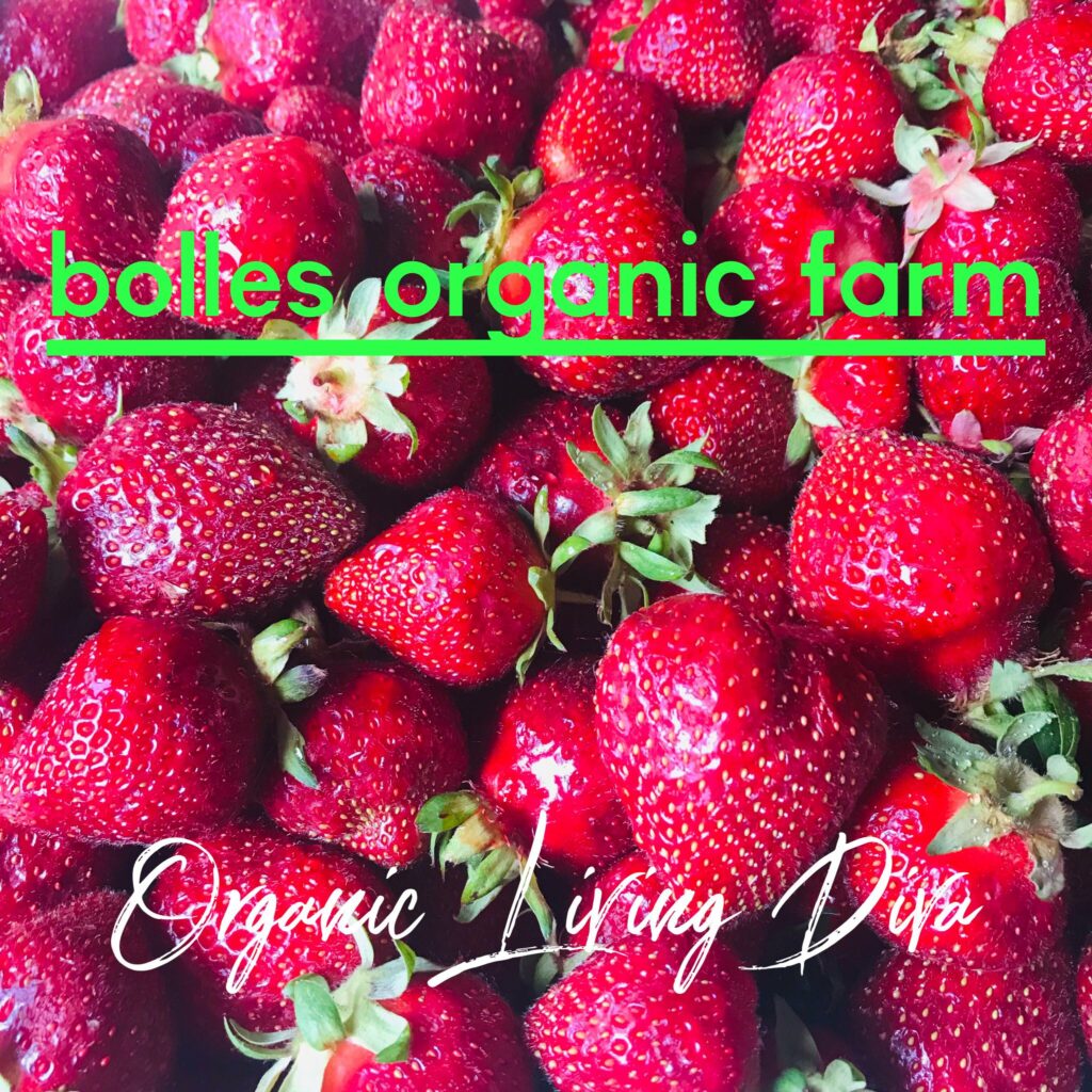U-pick berry farm gathered organic strawberries 
