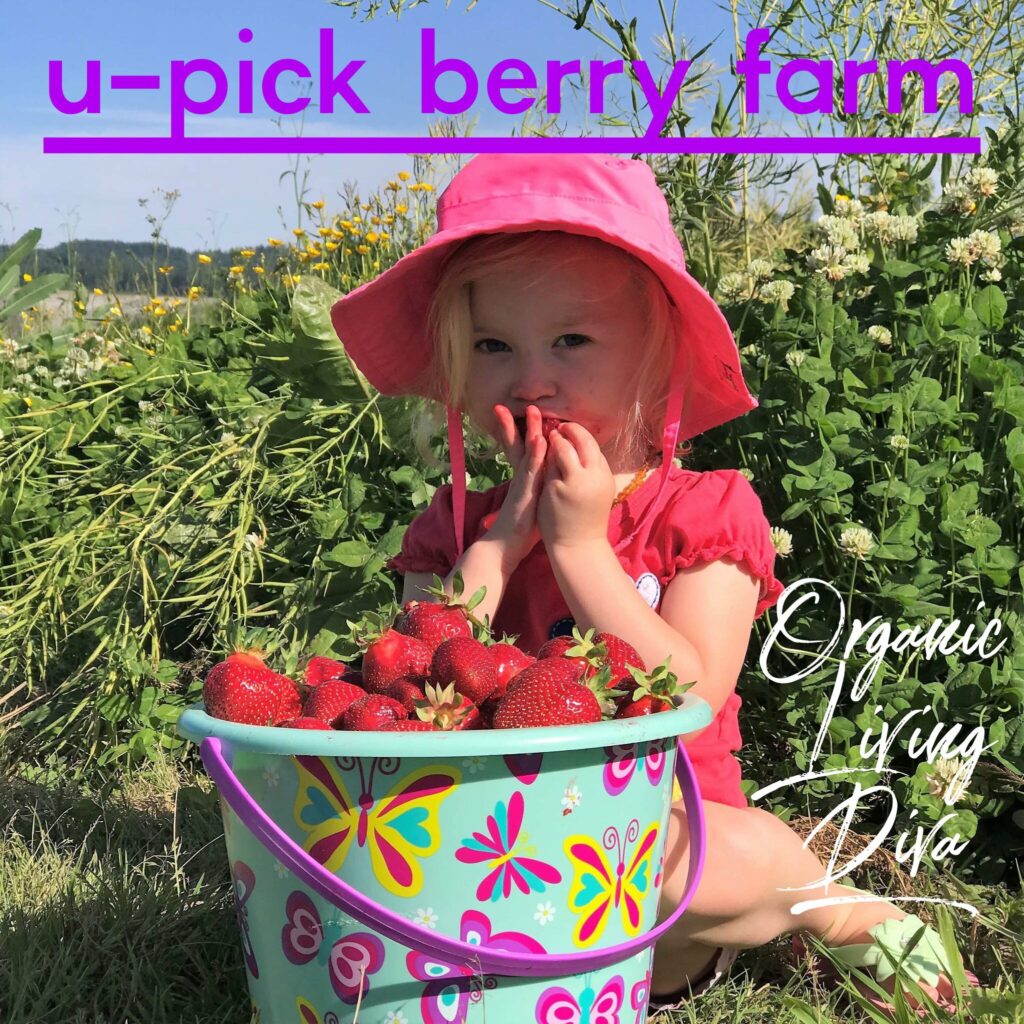 U-pick berry farm and toddler eating strawberries