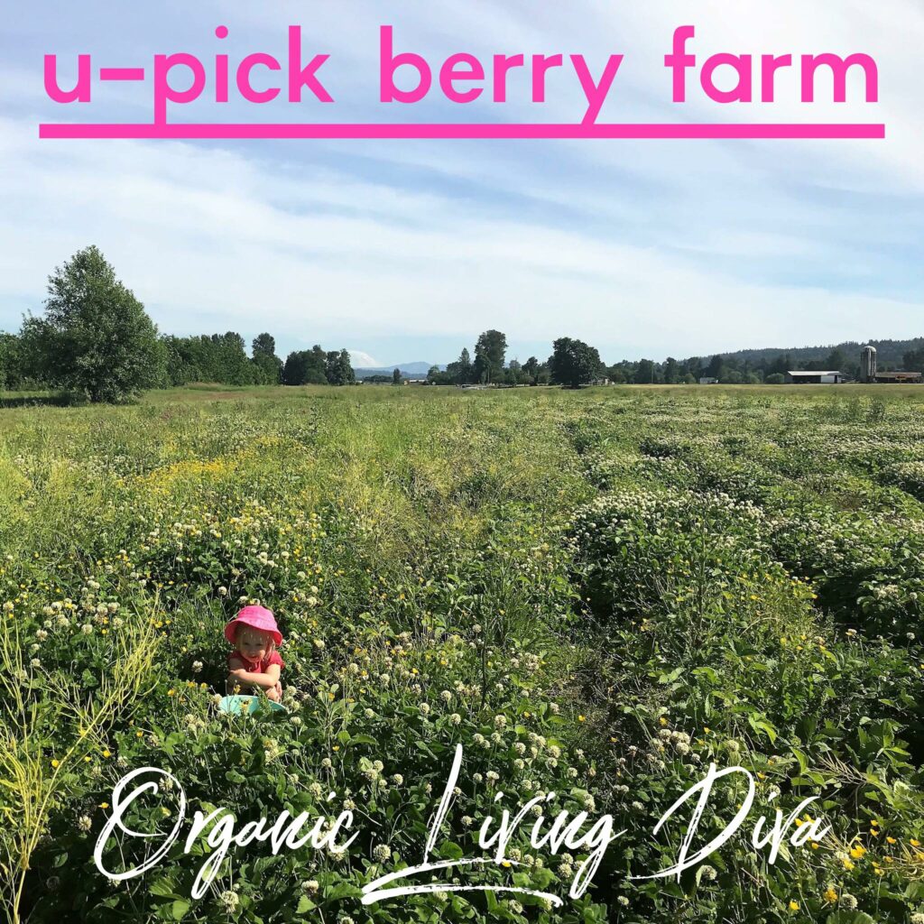 U-pick strawberry farm field  and a toddler